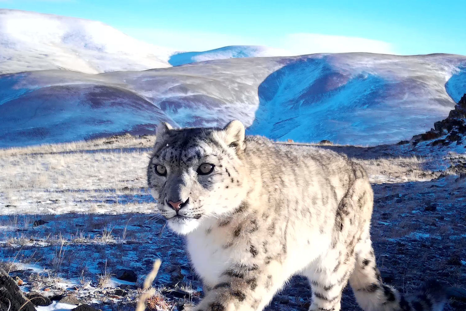 «Эвалар» – участник совместной российско-монгольской программы по мониторингу трансграничной популяции снежного барса 