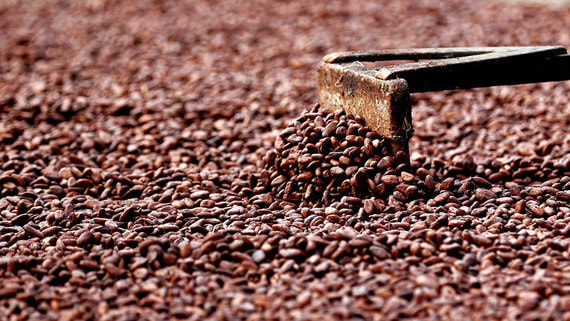 Мировые цены на какао-бобы превысили $10 000 за тонну