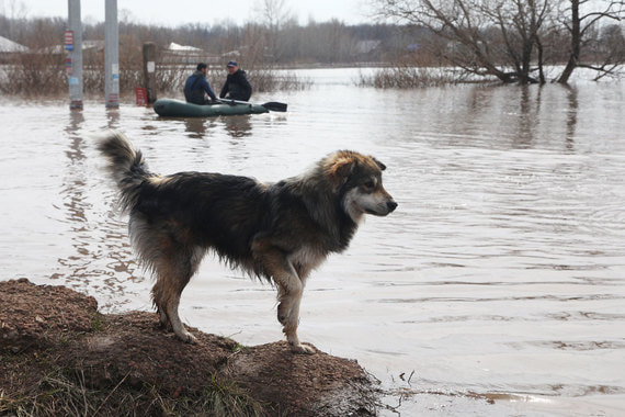 В Оренбуржье за сутки от воды освободились более 1100 домов