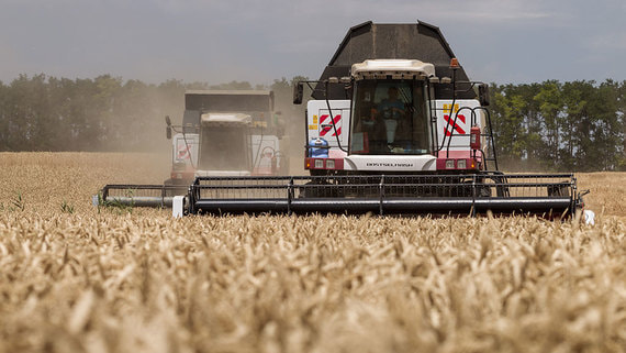 ИКАР снова снизил прогноз сбора пшеницы в России в 2024 году