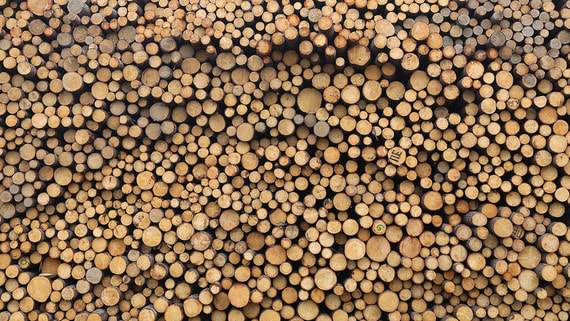 Россия впервые за три года увеличила экспорт необработанной древесины