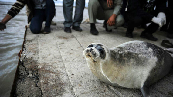 В Минприроды предложили признать каспийских тюленей исчезающим видом