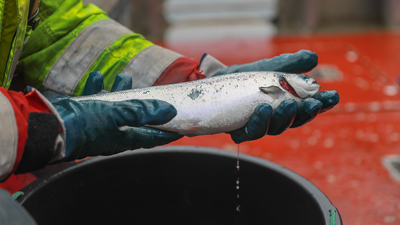 Минсельхоз приостановил промышленный вылов лосося в Дальневосточном бассейне
