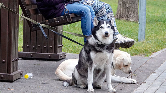 В Госдуму внесли проект о штрафах за выгул собак опасных пород без намордника