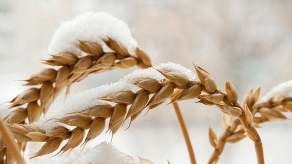Путин: более 1% урожая погибло в результате весенних заморозков в 21 регионе РФ