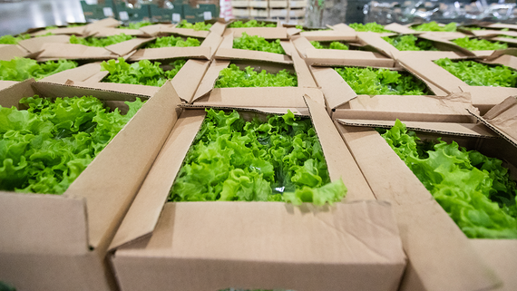 СК: пищевые отравления в РФ вызваны салатом одного производителя
