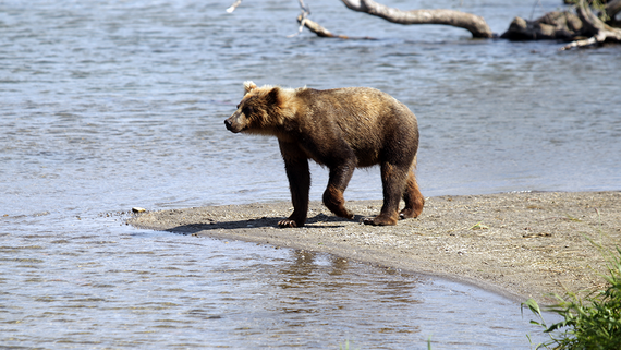 Минприроды отказалось от разработки проекта о продлении срока охоты на медведей