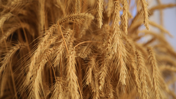 Страны БРИКС поддержали инициативу РФ об общей зерновой бирже