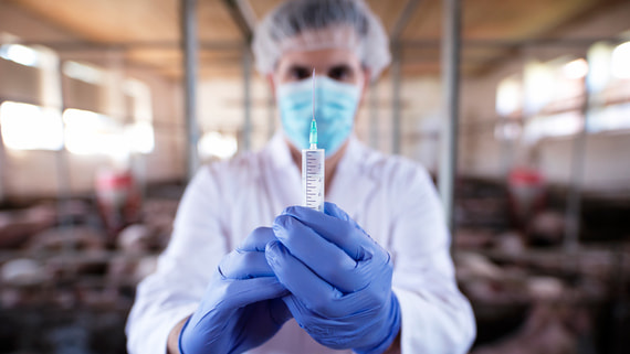 США выделили Moderna $176 млн на разработку вакцины от птичьего гриппа