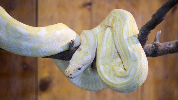 В Китае мужчина пытался перевезти более 100 редких змей в брюках