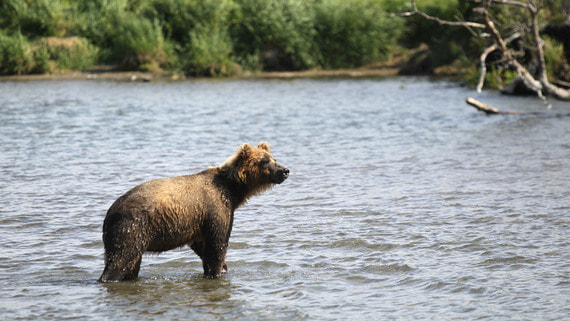 Верховный суд РФ отказался менять правила охоты на бурого медведя
