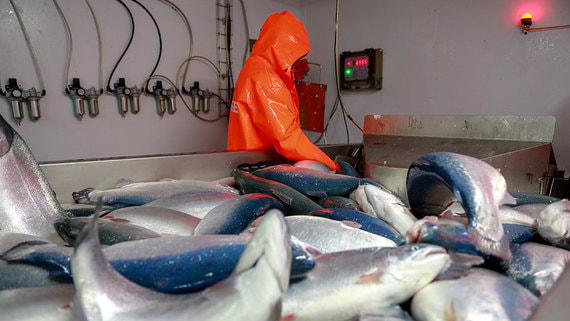 Welt: ЕС обсудит ограничения на ввоз российской рыбы