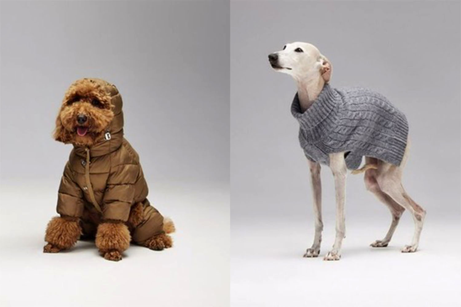 Линия одежды Pet для малых и&nbsp;средних пород собак