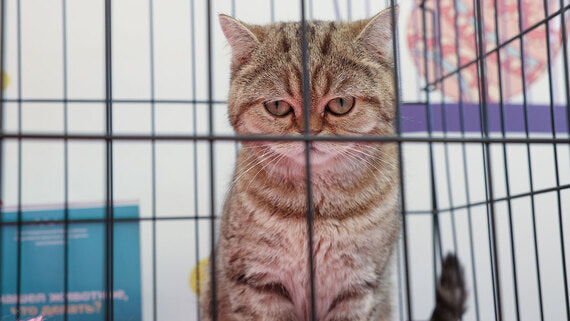 Во Франции пассажирку поезда оштрафовали на 110 евро за громкое мяуканье кота