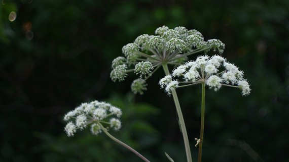 Медведев: недружественные государства могут заносить в РФ опасные микроорганизмы