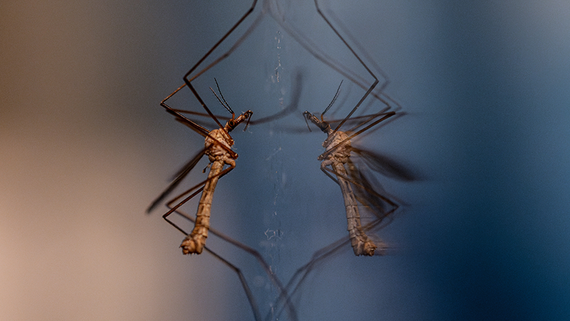 Саммит ЕС и экспансия комаров. Помните ли вы события 20–26 октября?