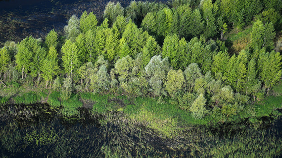 Верховный суд пересмотрит спор о возврате самарских лесов в госсобственность