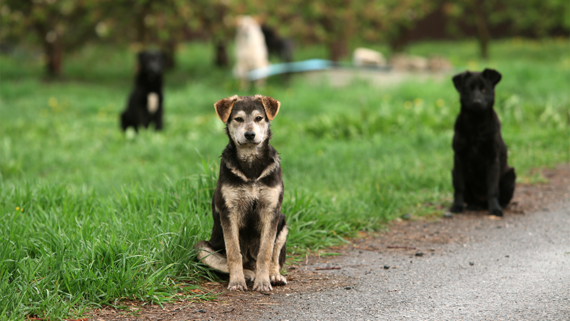 Депутат предложил бездомным собакам мины вместо эвтаназии