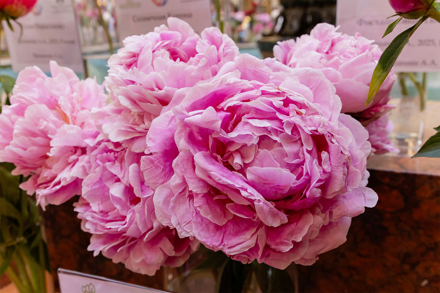 Цветы для коллекционеров: пионы по цене смартфона