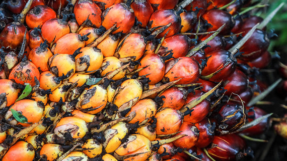 Правительство поставило точку в обсуждении вопроса о пальмовом масле