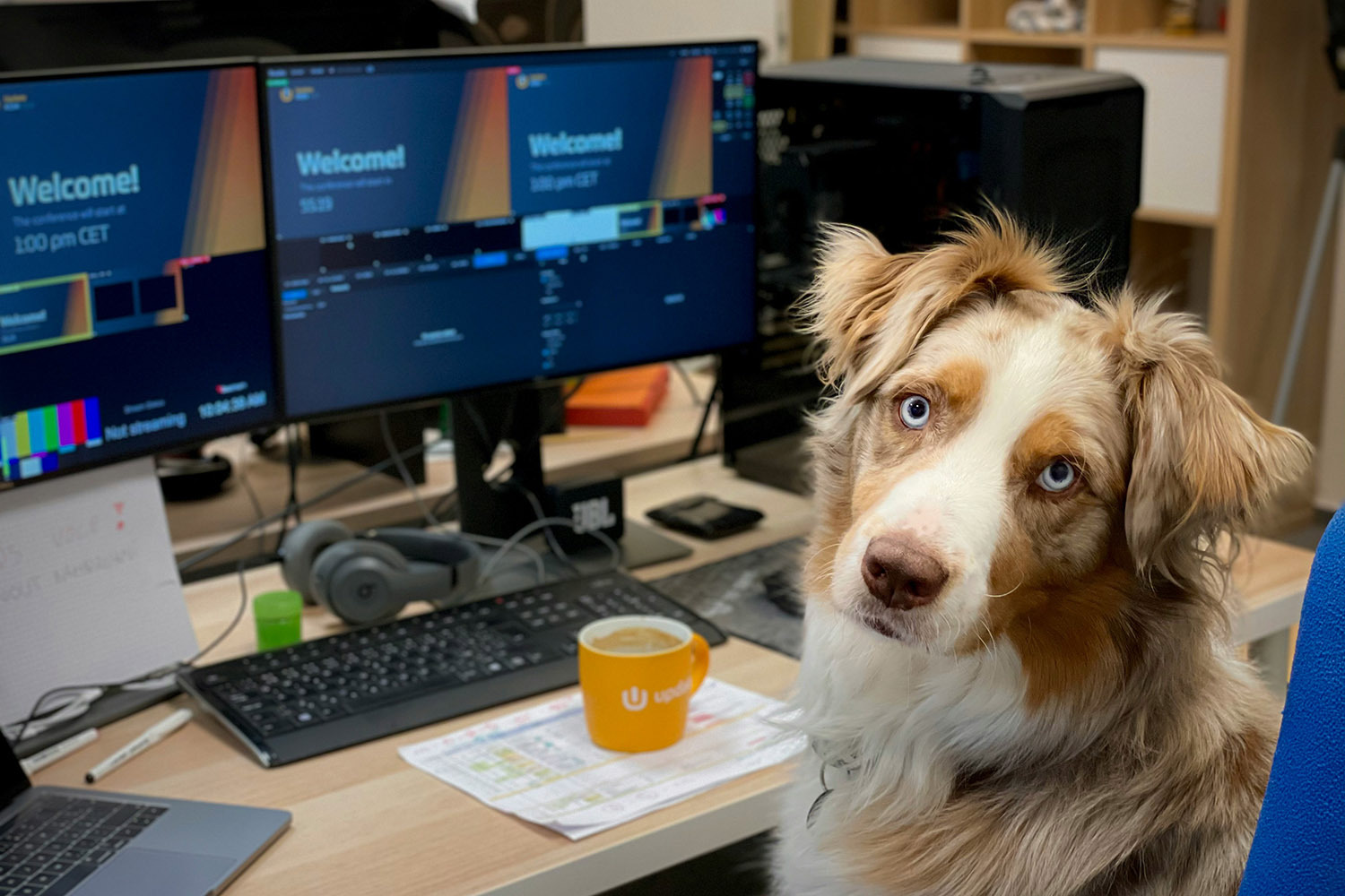 26% россиян хотели бы приводить в офис своих домашних любимцев