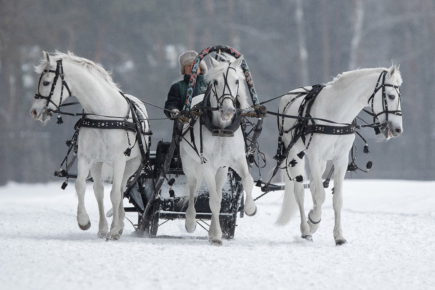 Прокатиться на тройке лошадей можно не только на территории МКЗ, но и за его пределами