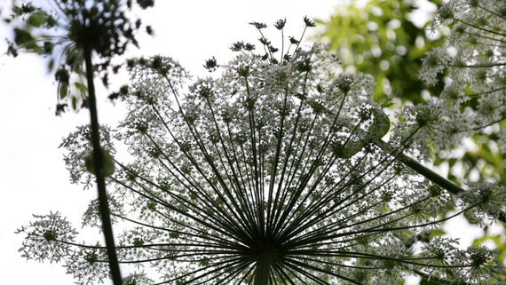 В РФ будут платить штрафы до 700 000 рублей за отказ вырубки американского клена