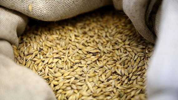 Пошлины на экспорт пшеницы из России останутся нулевыми