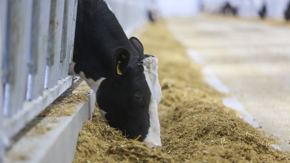 Россельхознадзор: риски распространения пастереллеза ликвидированы