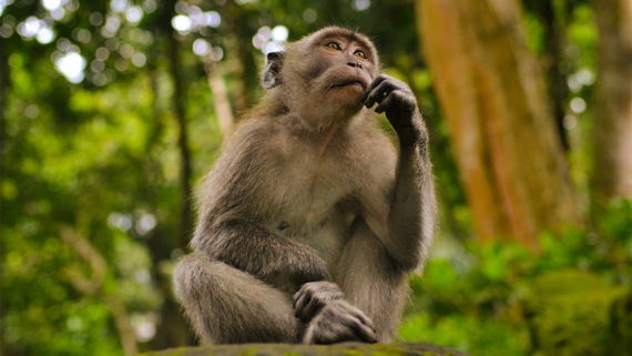 Роспотребнадзор сообщил о случае заражения оспой обезьян в Петербурге