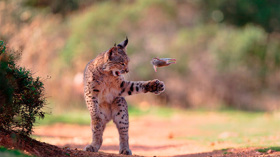 Лучшие фотографии дикой природы: выбор народа