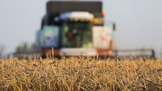 Пошлина на экспорт пшеницы снижена более чем на 40%