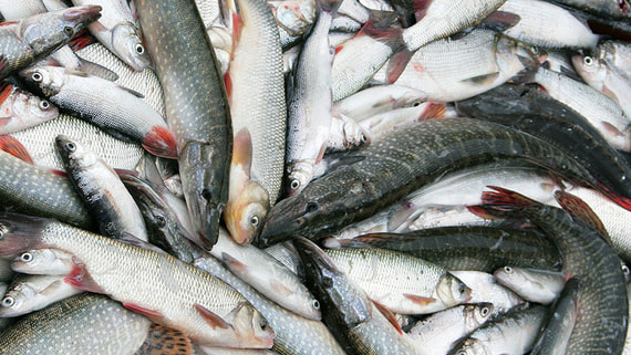 Экспорт российской сельхозпродукции в Китай вырос почти на треть