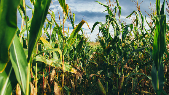 На Украине компания годами собирала урожай зерна и кукурузы в зоне Чернобыля