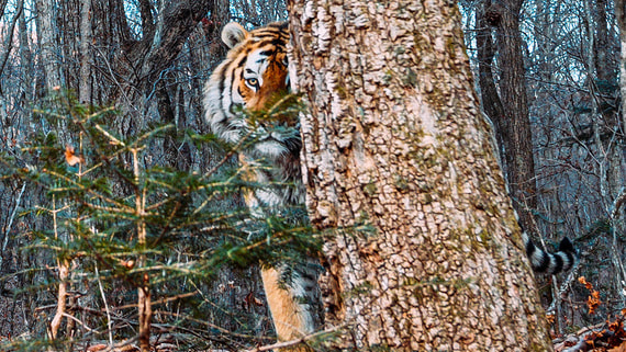 Россия и Китай обсудили развитие «Земли больших кошек»