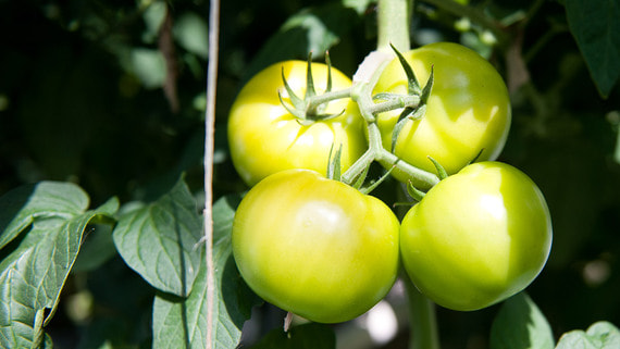 Росимущество выставило на продажу агрокомбинат "Тепличный"