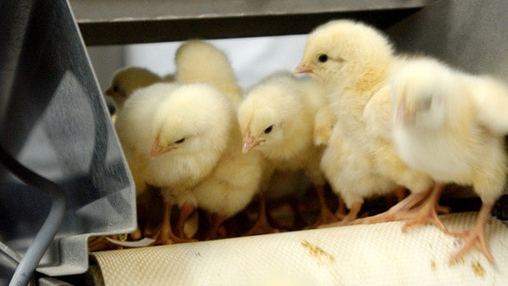 Комплекс по производству мяса птицы в Самарской области выставили на продажу