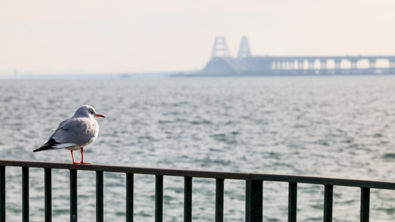 В очереди на Крымском мосту стоят более 1300 автомобилей