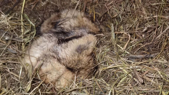 Сурок Филимон из Ленобласти не проснулся в «свой» день впервые за 10 лет